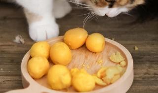猫可以吃蛋黄液吗 猫可以吃蛋黄吗
