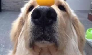 狗能吃鸡蛋白吗 狗可以吃蛋黄吗
